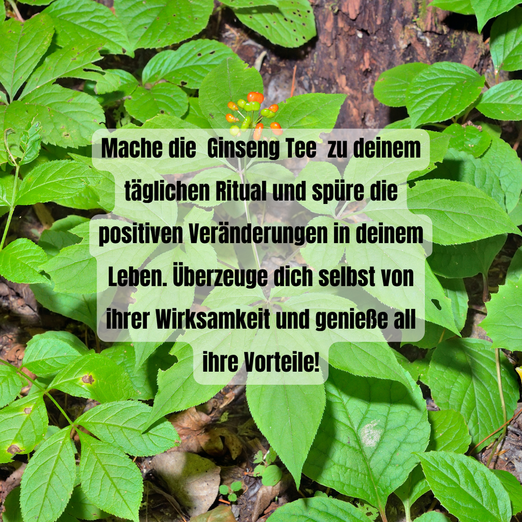 Panax Ginseng Wurzel – 100 g