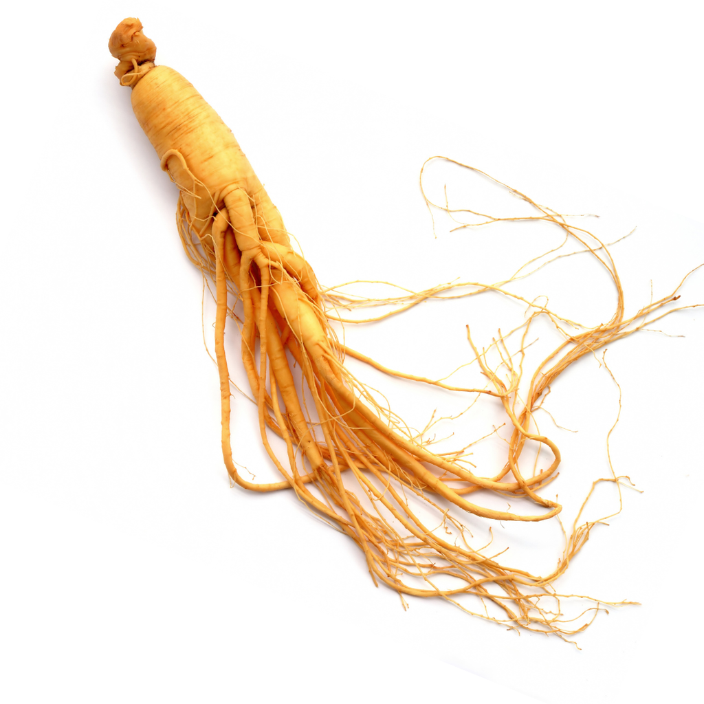 Panax Ginseng Wurzel – 100 g