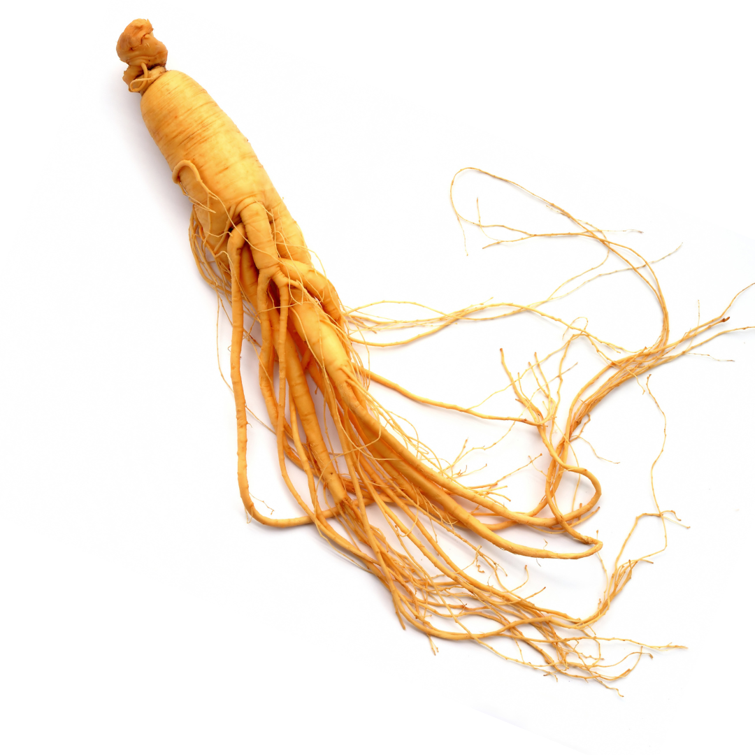 Panax Ginseng Wurzel – 100 g